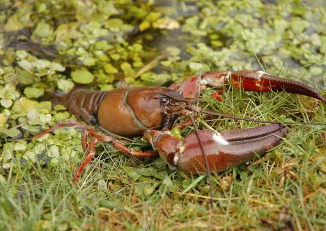 Signal crayfish image via www.biodiversityireland.ie